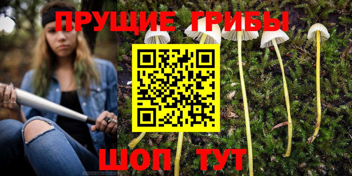 Псилоцибиновые грибы мицелий  Вход с VPN  Мурино  Галлюциногенные грибы Psilocybe 