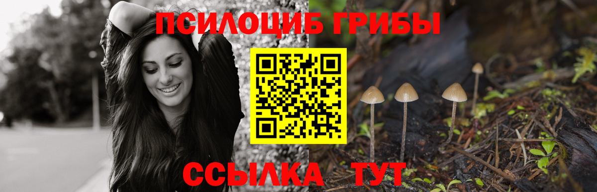 Псилоцибиновые грибы Psilocybine cubensis Мурино